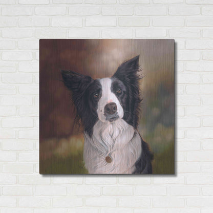 Luxe Metal Art 'Collie Perdy' by Karie-Ann Cooper, Metal Wall Art,36x36