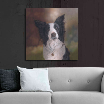 Luxe Metal Art 'Collie Perdy' by Karie-Ann Cooper, Metal Wall Art,36x36