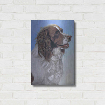 Luxe Metal Art 'Springer Spaniel Brodie' by Karie-Ann Cooper, Metal Wall Art,16x24