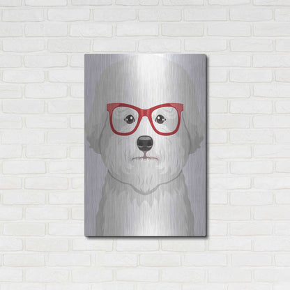 Luxe Metal Art 'Bichon Wearing Hipster Glasses' by Furbaby Affiliates, Metal Wall Art,24x36