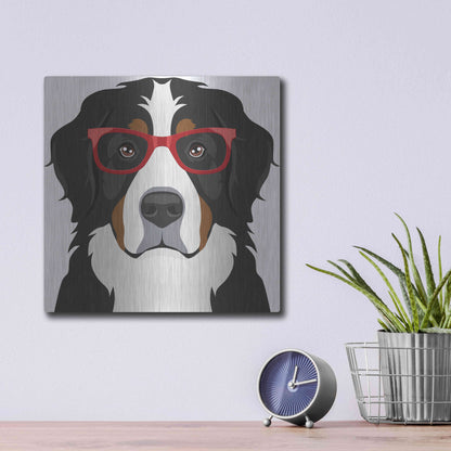 Luxe Metal Art 'Bernese Mountain Dog Wearing Hipster Glasses' by Furbaby Affiliates, Metal Wall Art,12x12