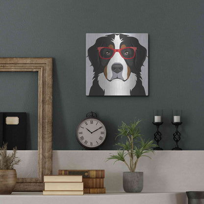 Luxe Metal Art 'Bernese Mountain Dog Wearing Hipster Glasses' by Furbaby Affiliates, Metal Wall Art,12x12