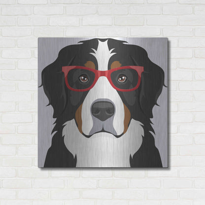 Luxe Metal Art 'Bernese Mountain Dog Wearing Hipster Glasses' by Furbaby Affiliates, Metal Wall Art,36x36