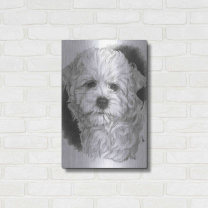 Luxe Metal Art 'Maltichon' by Barbara Keith, Metal Wall Art,16x24