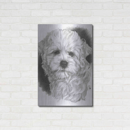 Luxe Metal Art 'Maltichon' by Barbara Keith, Metal Wall Art,24x36