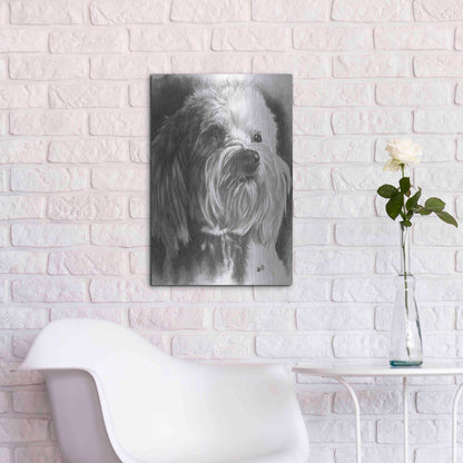 Luxe Metal Art 'Schnoodle' by Barbara Keith, Metal Wall Art,16x24