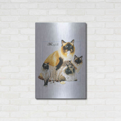 Luxe Metal Art 'Ragdoll' by Barbara Keith, Metal Wall Art,24x36