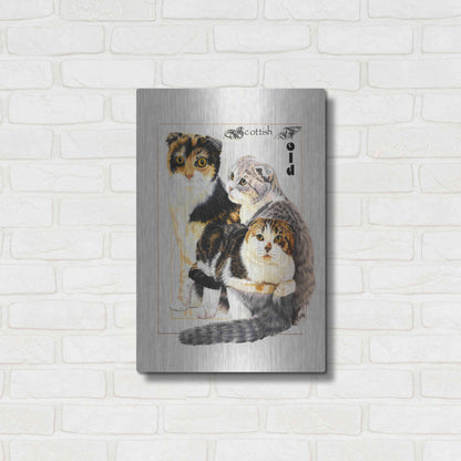 Luxe Metal Art 'Scottish Fold' by Barbara Keith, Metal Wall Art,16x24