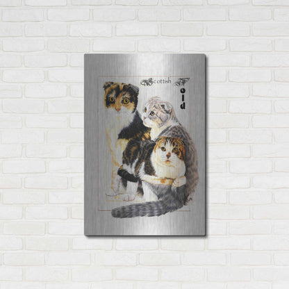 Luxe Metal Art 'Scottish Fold' by Barbara Keith, Metal Wall Art,24x36