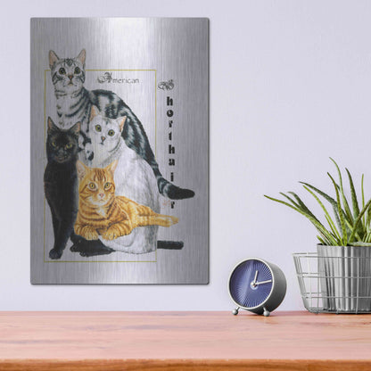 Luxe Metal Art 'American Shorthair' by Barbara Keith, Metal Wall Art,12x16
