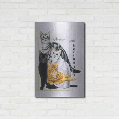 Luxe Metal Art 'American Shorthair' by Barbara Keith, Metal Wall Art,24x36