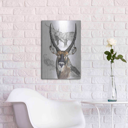 Luxe Metal Art 'Waterbuck' by Barbara Keith, Metal Wall Art,16x24