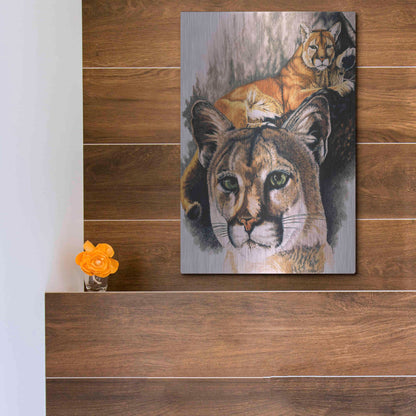 Luxe Metal Art 'Felis Concolor Cory' by Barbara Keith, Metal Wall Art,12x16