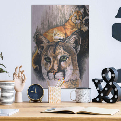 Luxe Metal Art 'Felis Concolor Cory' by Barbara Keith, Metal Wall Art,12x16