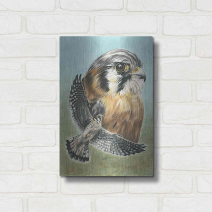 Luxe Metal Art 'American Kestrel' by Barbara Keith, Metal Wall Art,12x16