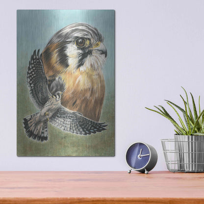 Luxe Metal Art 'American Kestrel' by Barbara Keith, Metal Wall Art,12x16