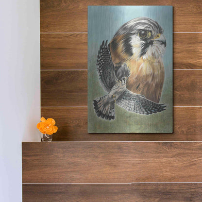 Luxe Metal Art 'American Kestrel' by Barbara Keith, Metal Wall Art,12x16