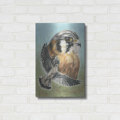 Luxe Metal Art 'American Kestrel' by Barbara Keith, Metal Wall Art,16x24