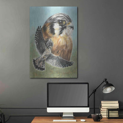 Luxe Metal Art 'American Kestrel' by Barbara Keith, Metal Wall Art,24x36