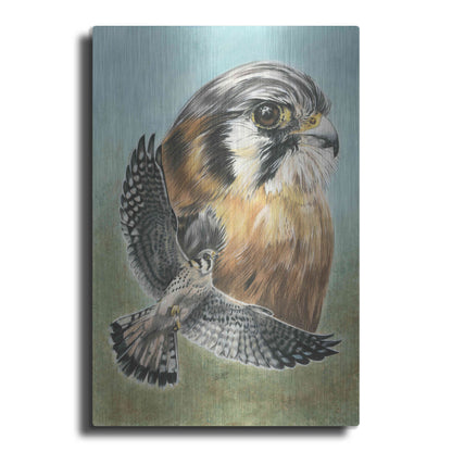 Luxe Metal Art 'American Kestrel' by Barbara Keith, Metal Wall Art