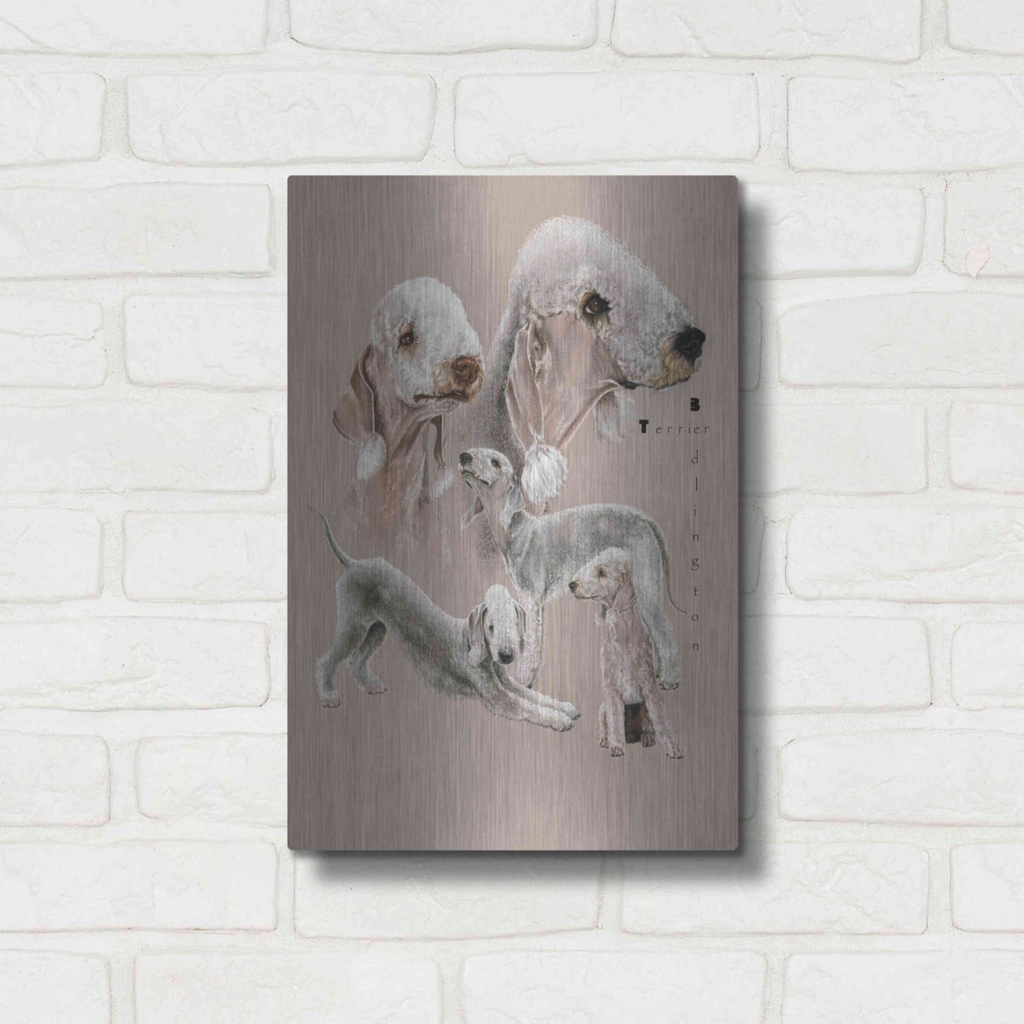 Luxe Metal Art 'Bedlington Terrier' by Barbara Keith, Metal Wall Art,12x16