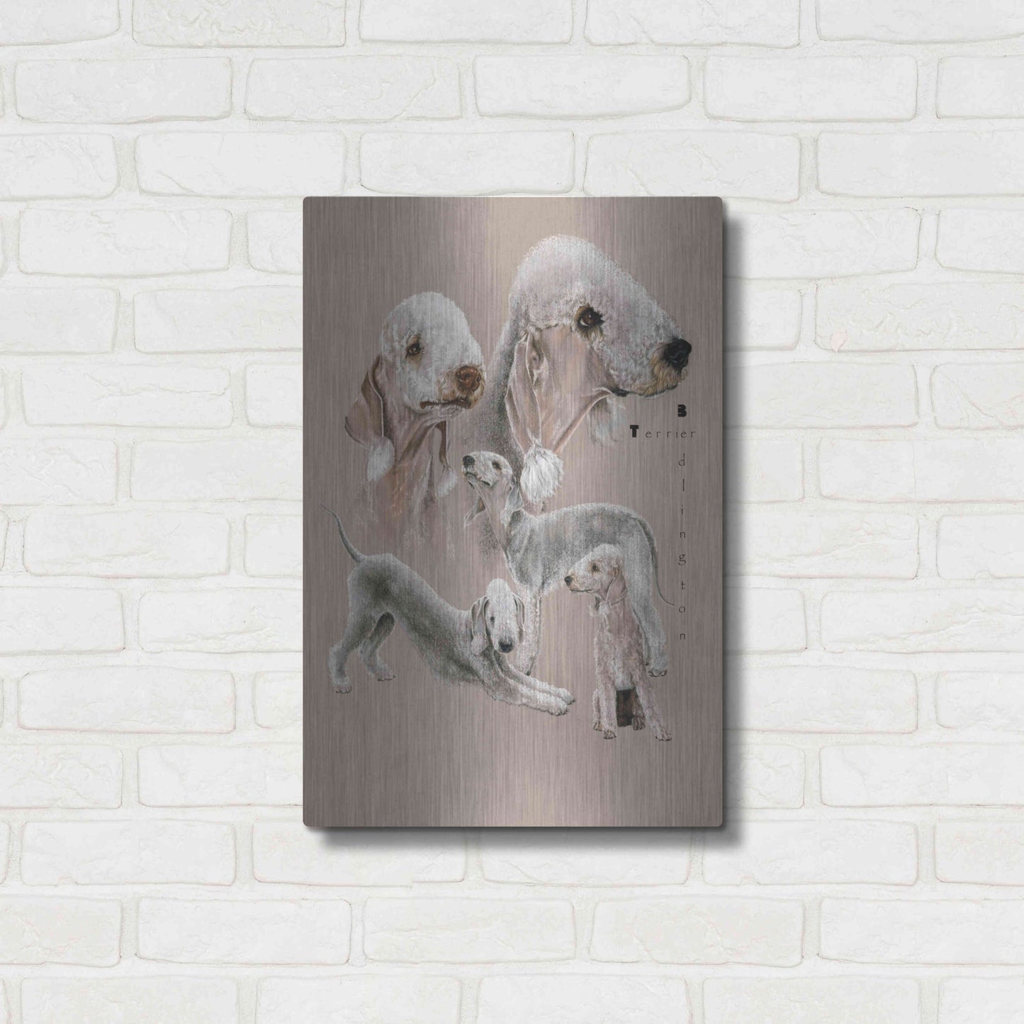 Luxe Metal Art 'Bedlington Terrier' by Barbara Keith, Metal Wall Art,16x24