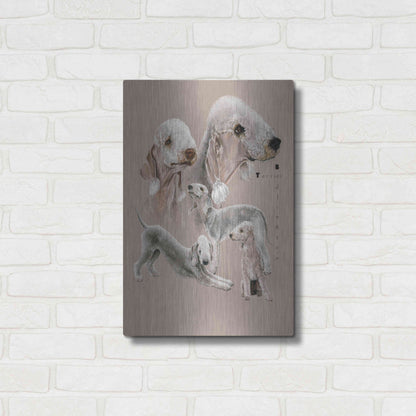 Luxe Metal Art 'Bedlington Terrier' by Barbara Keith, Metal Wall Art,16x24