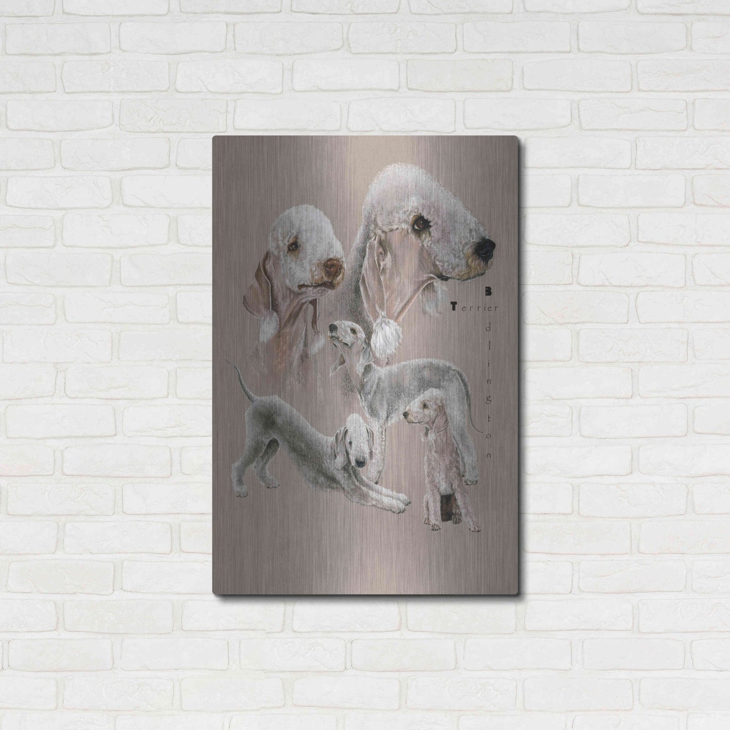 Luxe Metal Art 'Bedlington Terrier' by Barbara Keith, Metal Wall Art,24x36