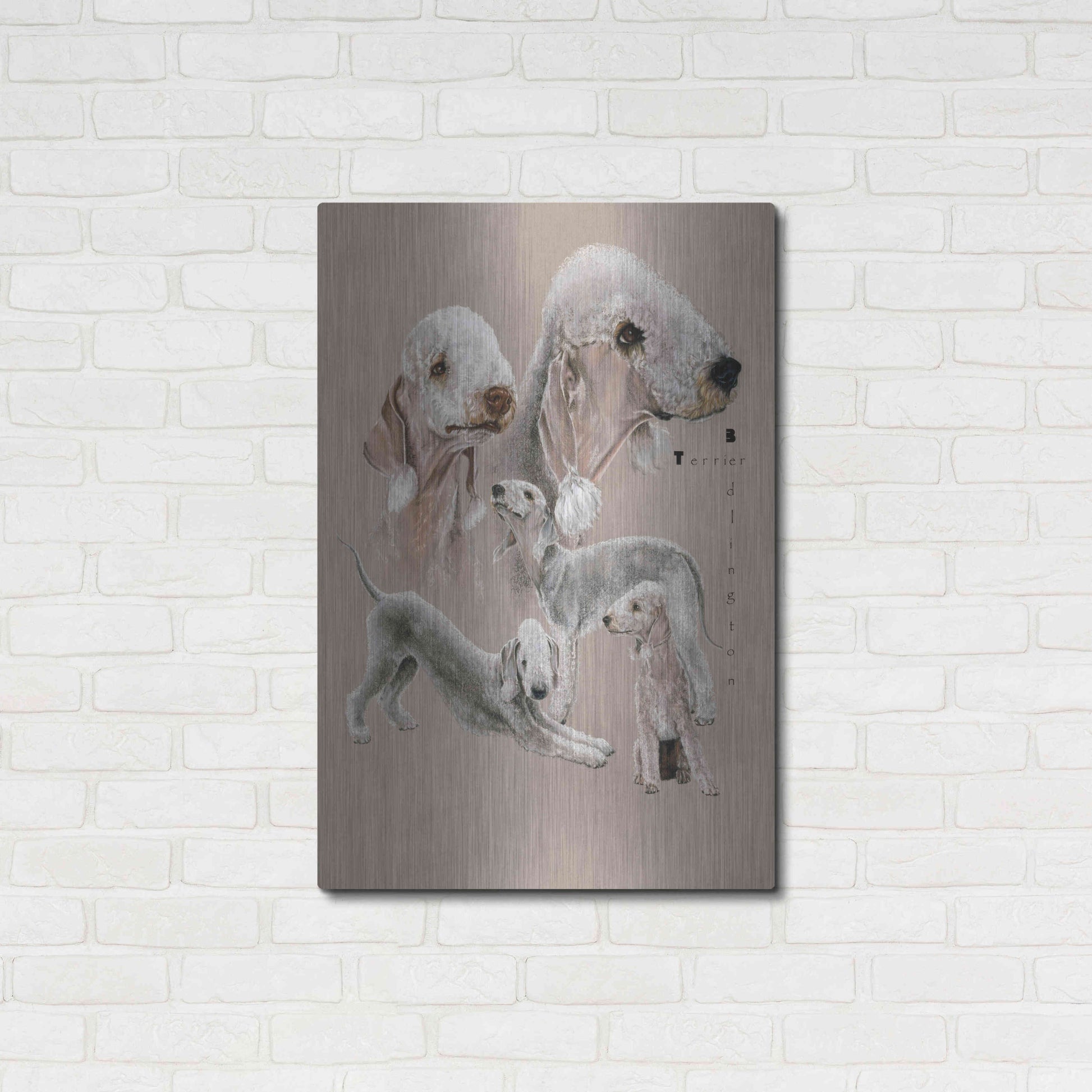 Luxe Metal Art 'Bedlington Terrier' by Barbara Keith, Metal Wall Art,24x36