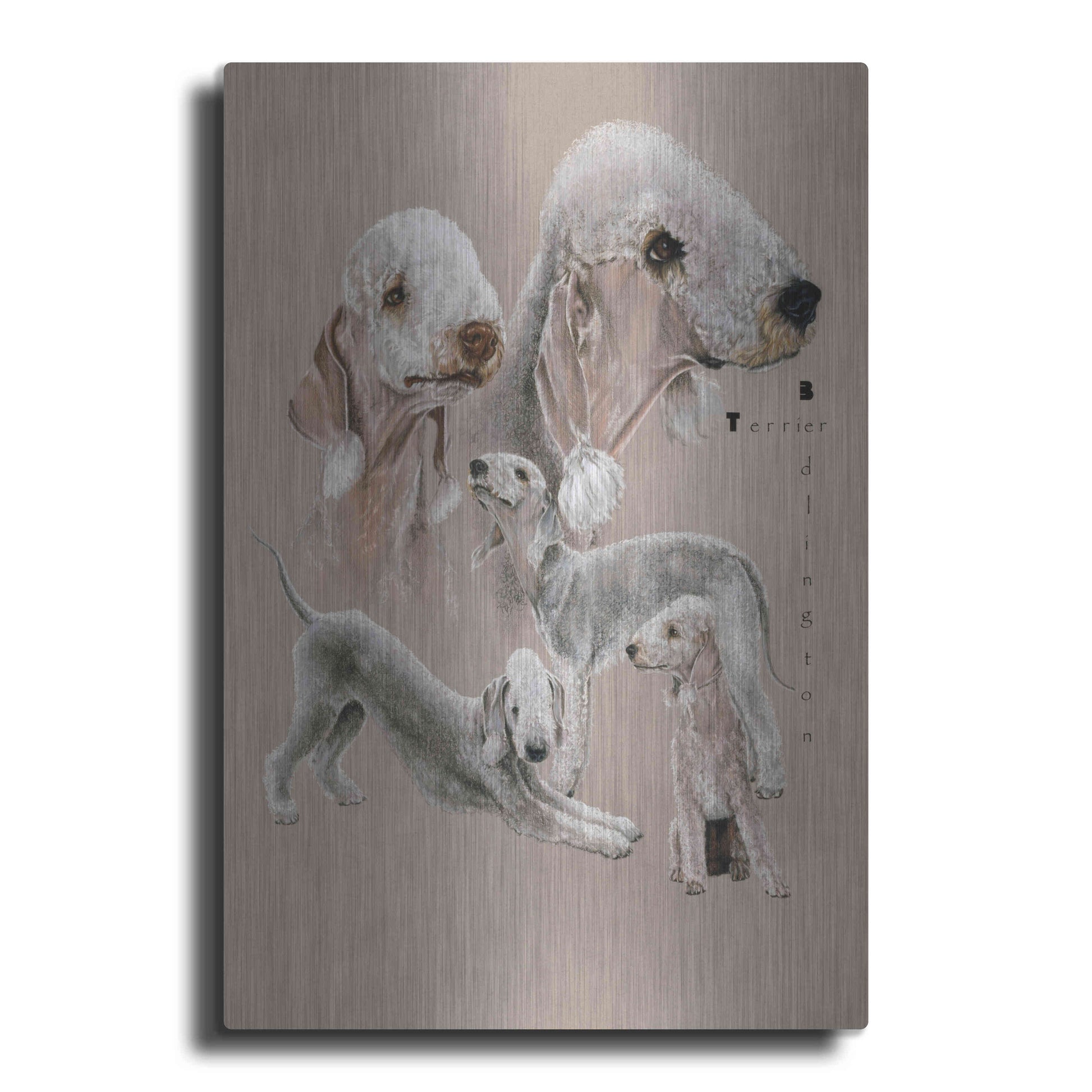 Luxe Metal Art 'Bedlington Terrier' by Barbara Keith, Metal Wall Art