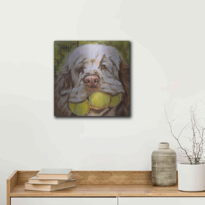 Luxe Metal Art 'Clumber Spaniel 2' by Barbara Keith, Metal Wall Art,12x12