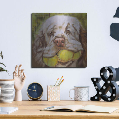 Luxe Metal Art 'Clumber Spaniel 2' by Barbara Keith, Metal Wall Art,12x12
