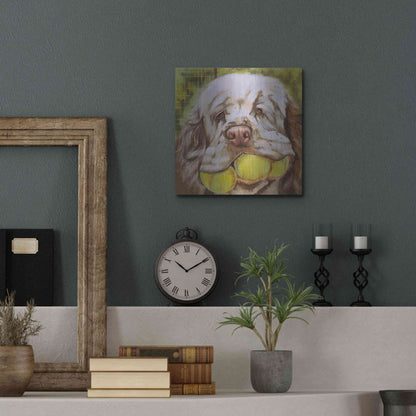 Luxe Metal Art 'Clumber Spaniel 2' by Barbara Keith, Metal Wall Art,12x12