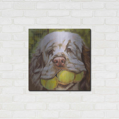 Luxe Metal Art 'Clumber Spaniel 2' by Barbara Keith, Metal Wall Art,24x24