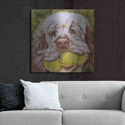 Luxe Metal Art 'Clumber Spaniel 2' by Barbara Keith, Metal Wall Art,36x36