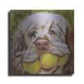 Luxe Metal Art 'Clumber Spaniel 2' by Barbara Keith, Metal Wall Art