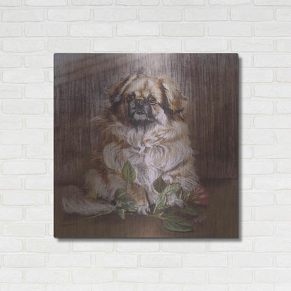 Luxe Metal Art 'Tibetan Spaniel 1' by Barbara Keith, Metal Wall Art,36x36