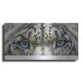 Luxe Metal Art 'Eye-Catching Snow Leopard' by Barbara Keith, Metal Wall Art