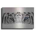Luxe Metal Art 'Eye-Catching White Tiger' by Barbara Keith, Metal Wall Art