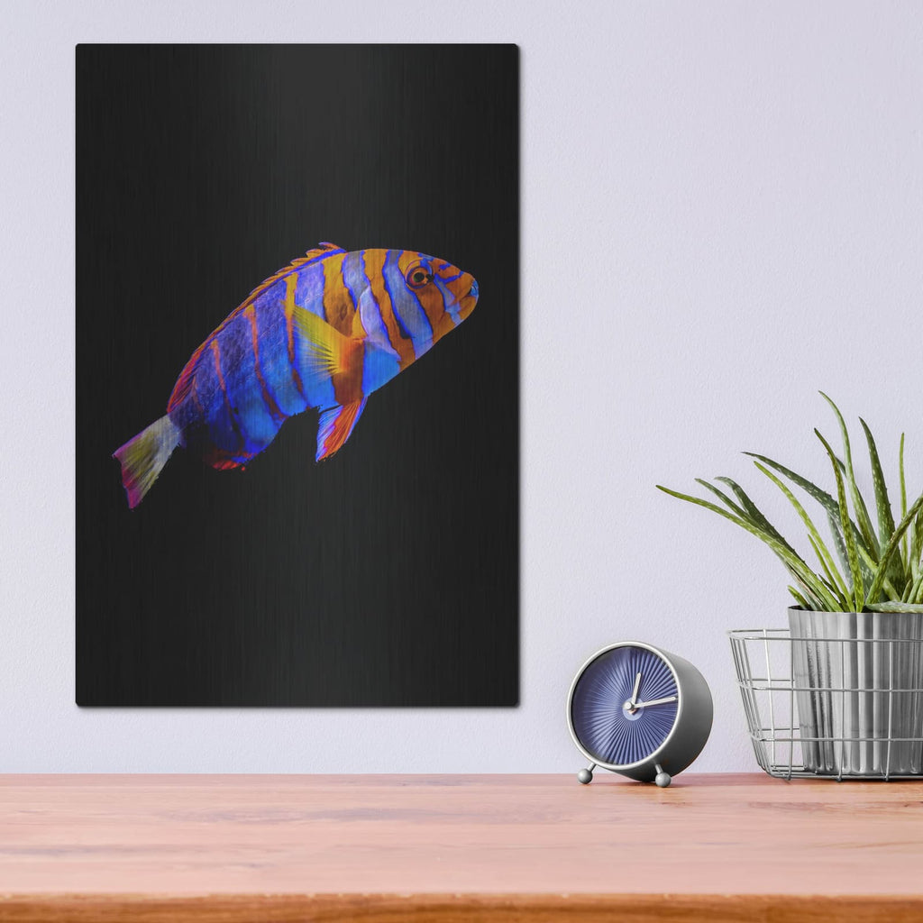 'Australian Harlequin Tuskfish' by Luxe Metal Portfolio – Metal Wall Art, 12x16 room view