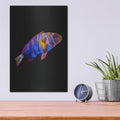 'Australian Harlequin Tuskfish' by Luxe Metal Portfolio – Metal Wall Art, 12x16 room view