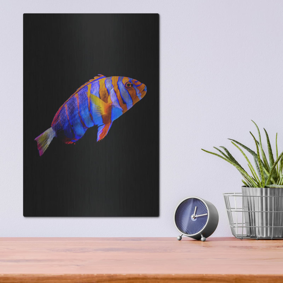 'Australian Harlequin Tuskfish' by Luxe Metal Portfolio – Metal Wall Art, 12x16 room view