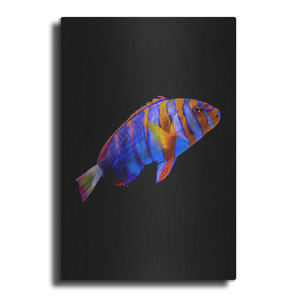 'Australian Harlequin Tuskfish' by Luxe Metal Portfolio – Metal Wall Art