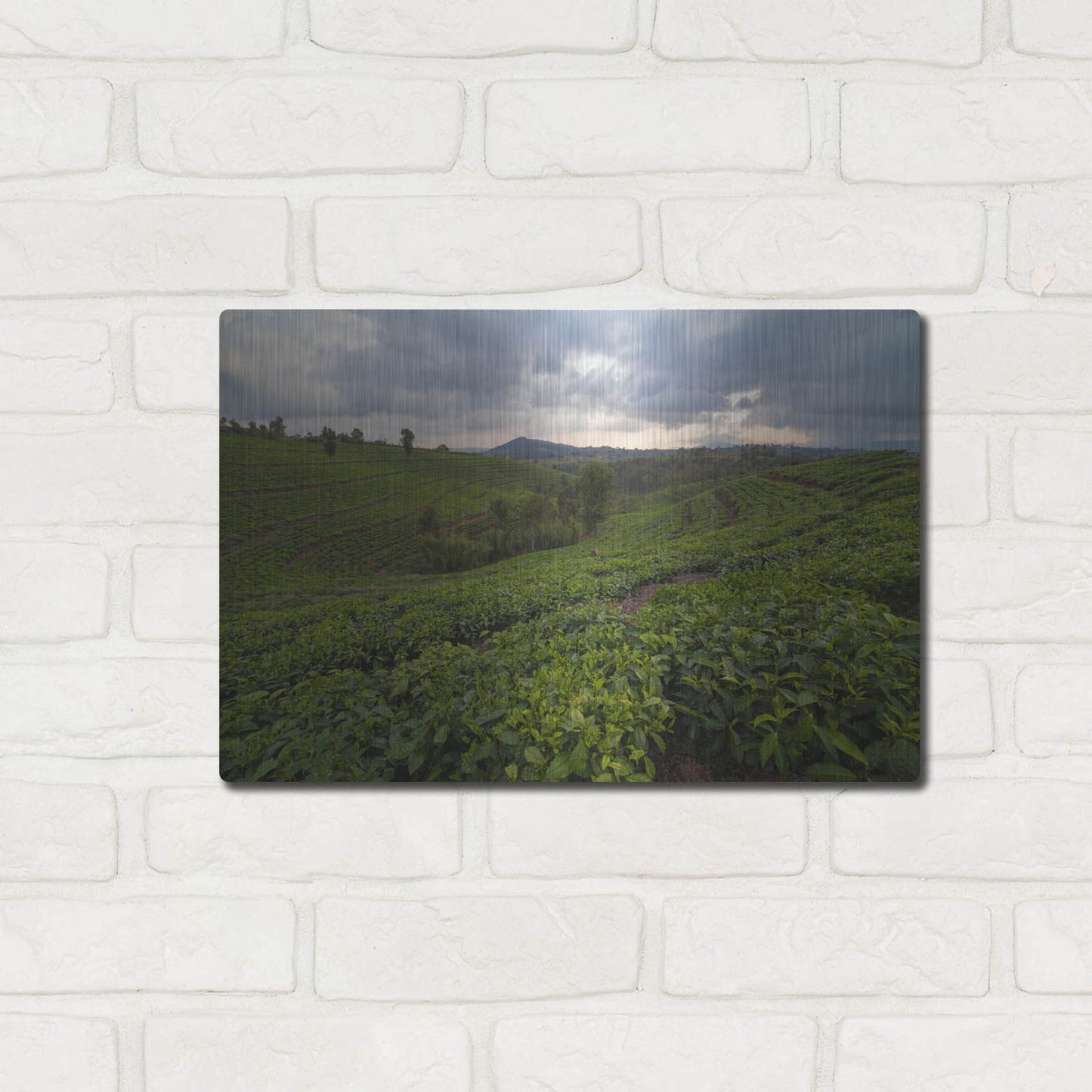 Luxe Metal Art 'Burundi Tea Field' by Joe Reimer Photography, Metal Wall Art,16x12