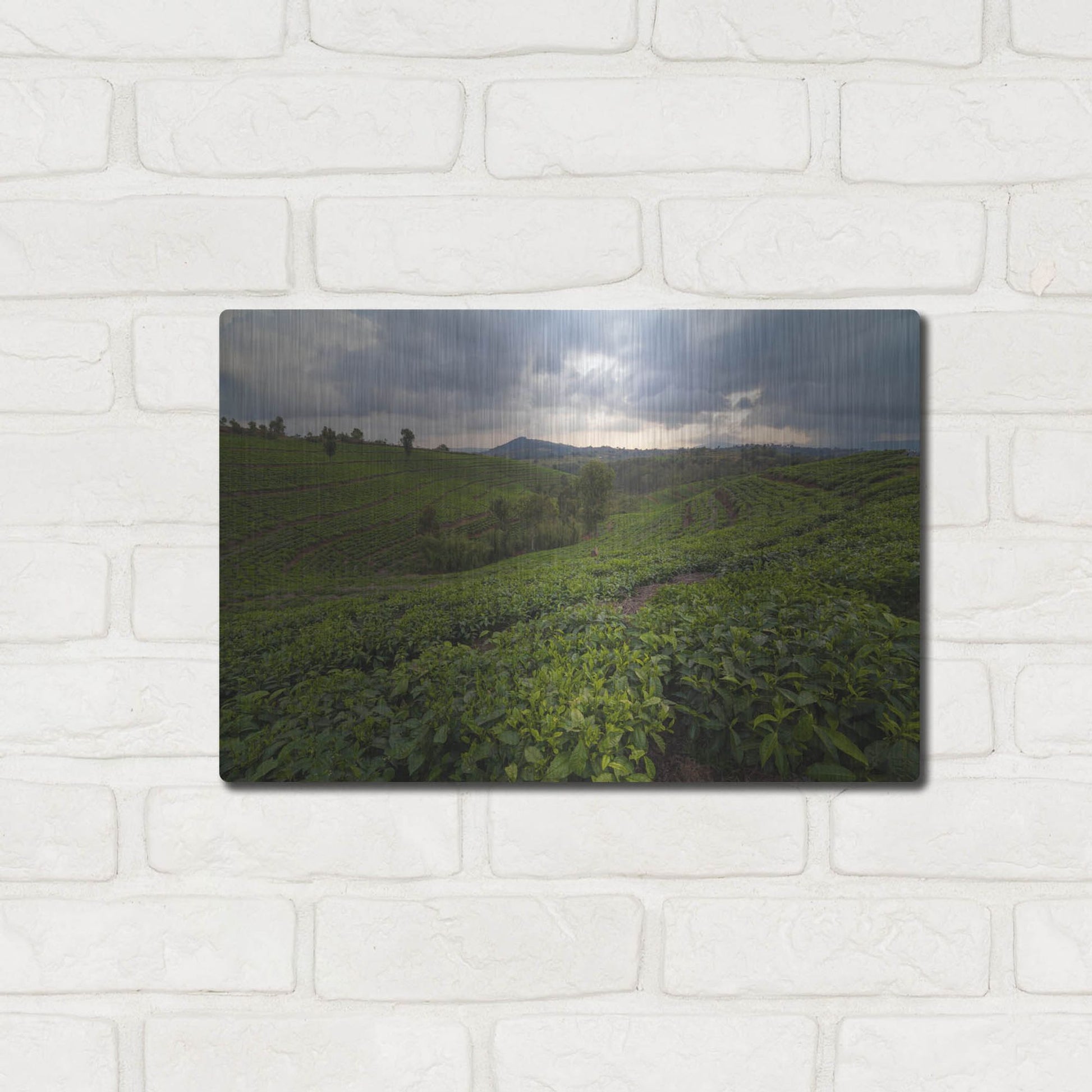 Luxe Metal Art 'Burundi Tea Field' by Joe Reimer Photography, Metal Wall Art,16x12