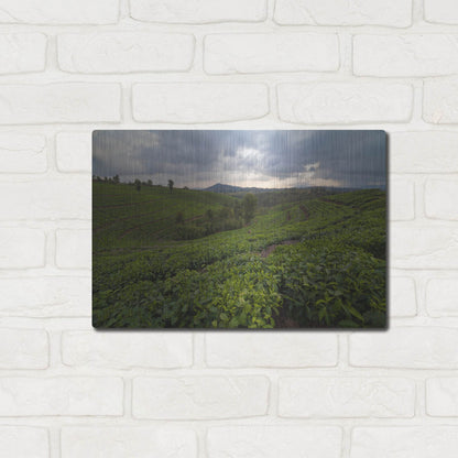 Luxe Metal Art 'Burundi Tea Field' by Joe Reimer Photography, Metal Wall Art,16x12