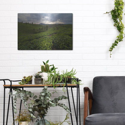 Luxe Metal Art 'Burundi Tea Field' by Joe Reimer Photography, Metal Wall Art,16x12