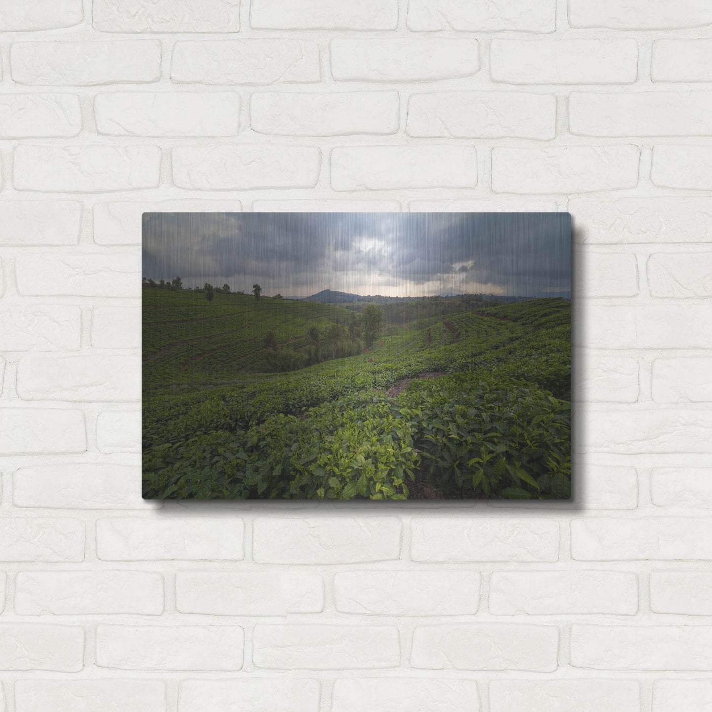 Luxe Metal Art 'Burundi Tea Field' by Joe Reimer Photography, Metal Wall Art,24x16