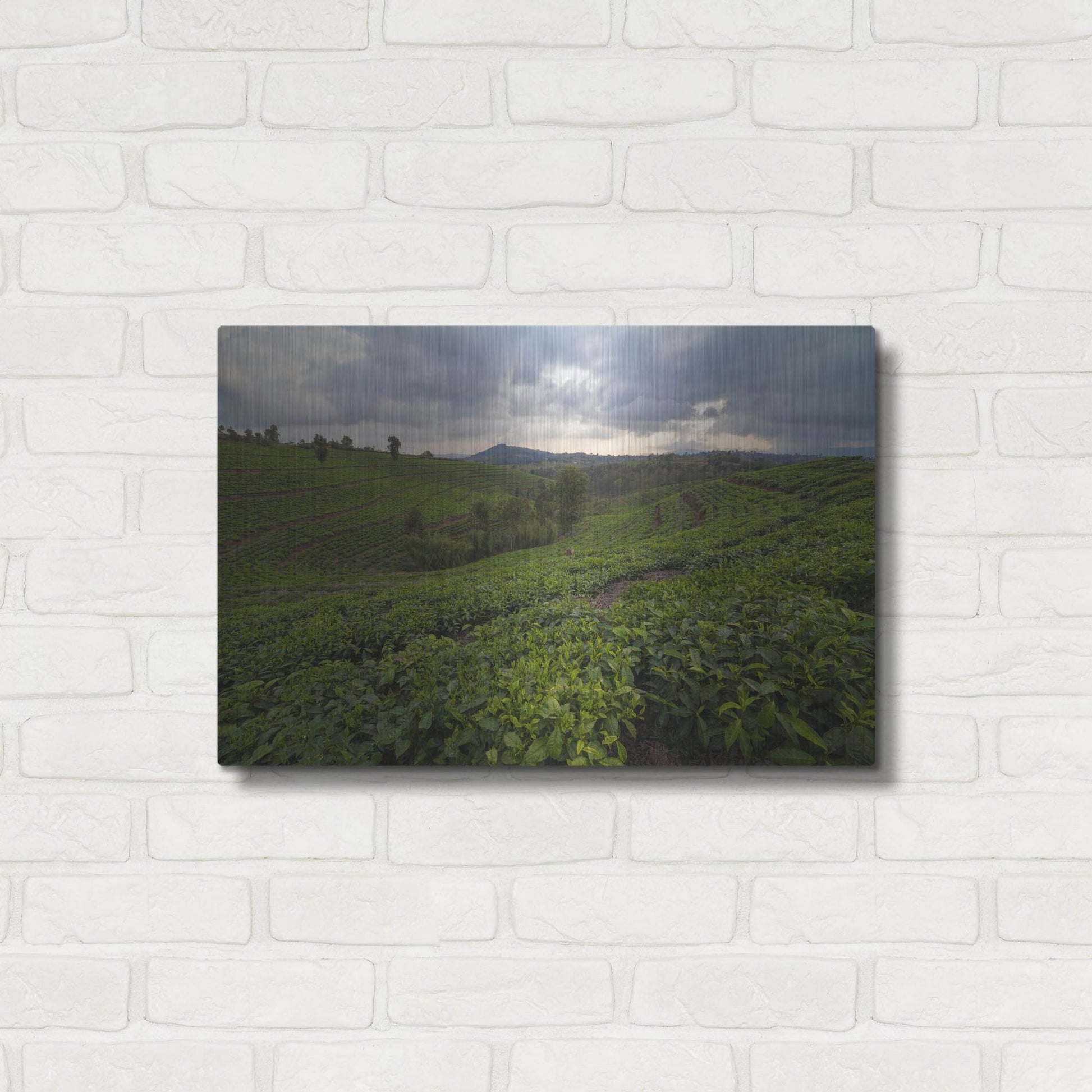 Luxe Metal Art 'Burundi Tea Field' by Joe Reimer Photography, Metal Wall Art,24x16