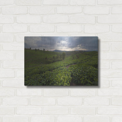 Luxe Metal Art 'Burundi Tea Field' by Joe Reimer Photography, Metal Wall Art,24x16